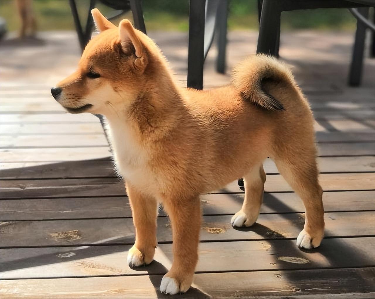 狗在五行中属什么,这些狗具有"旺家"的气质-生肖-荣耀易学