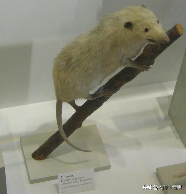 海豚是哺乳动物吗，海豚是鱼类还是哺乳动物（种最大的哺乳动物，按类别排名）