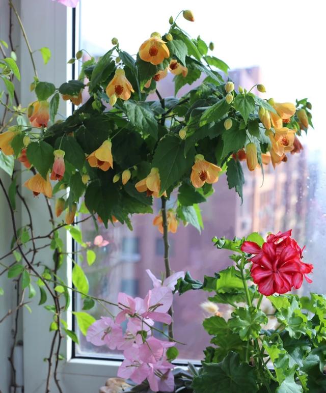 东阳台适合哪些开花植物，东阳台适合哪些开花植物图片（100种花能养在阳台上）