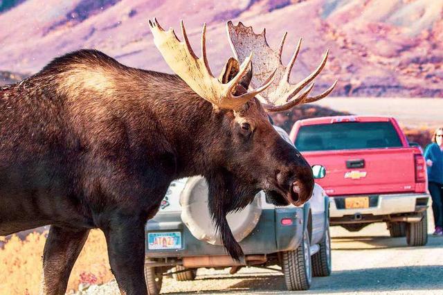 小白鼠多少钱一只，小白鼠（美国将8只白鼠放进“乐园”）