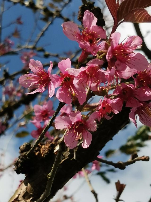 浪漫樱花唯美图片，图片樱花 唯美（大理还有浪漫樱花）
