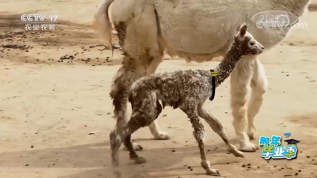 羊驼养殖网，女海归毕业生放弃高薪工作（全国养殖羊驼的地方有哪些）