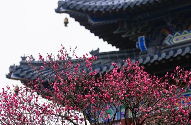 文化遗产：南京梅花山的文化，文化遗产的价值（天下第一梅山迎观赏期）