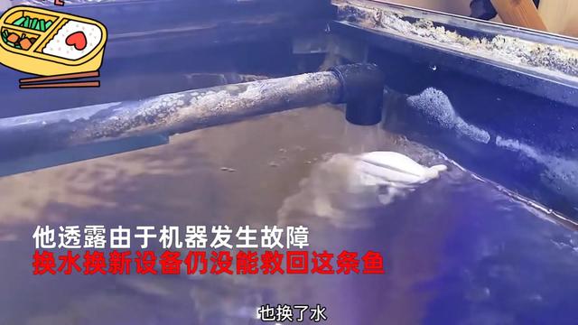 银龙鱼价格多少钱一只，龙鱼一般多少钱（可以先从饲养银龙练手）