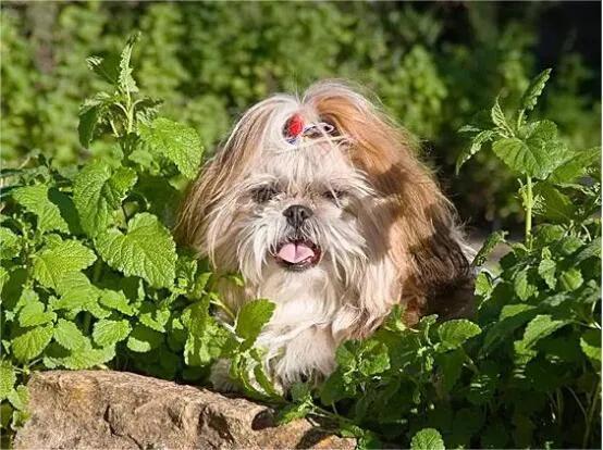 迷惑行为是什么意思，迷惑行为是什么意思啊（狗狗的迷惑行为都代表什么意思）