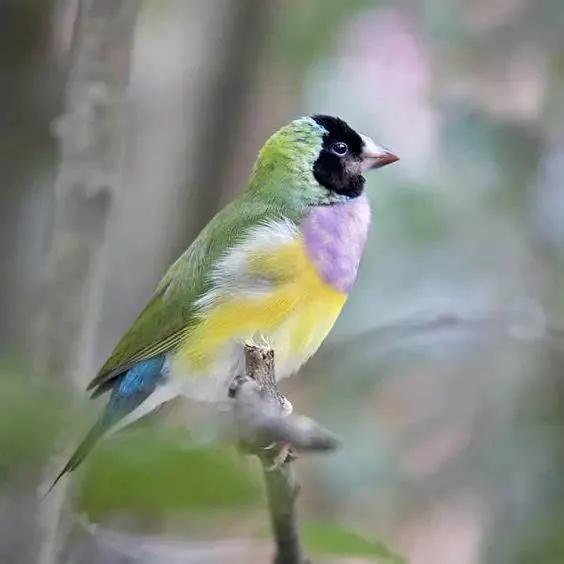 七彩文鸟的养殖方法，七彩文鸟的详细养殖知识（大自然中的“彩色精灵”）