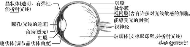草履虫的结构，草履虫的结构层次模式图（应考技巧丨初中生物识图题常用结构示意图）