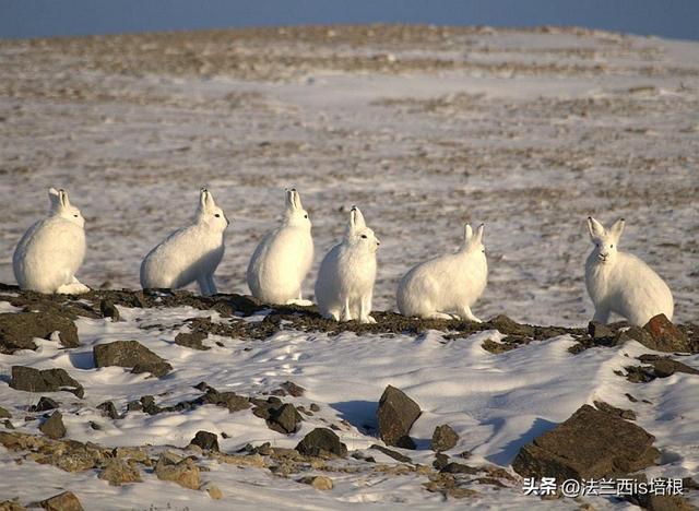 兔子冬眠吗，野生兔子冬眠吗（这只兔子49天跑路388公里）