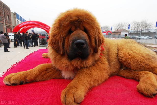 斗狗品种,谁才是真正的狗中之王(斗狗品种有哪几种)