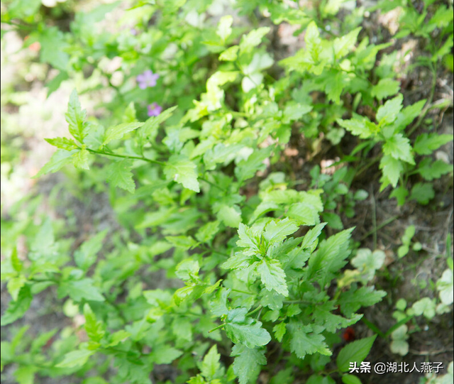 刺兒菜(刺兒菜圖片,教你認識不同的野菜和吃法(刺兒菜圖片功效和藥用)