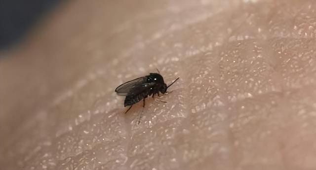 猷蠓怎么保存，猷蠓可以放多久（连无蚊无蛇的冰岛都有分布）