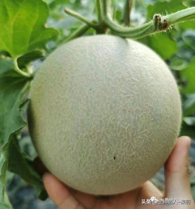绿色的哈密瓜叫什么，绿色的哈密瓜叫什么名字（哈密瓜、蜜瓜、网纹瓜、香瓜、羊角蜜傻傻分不清）