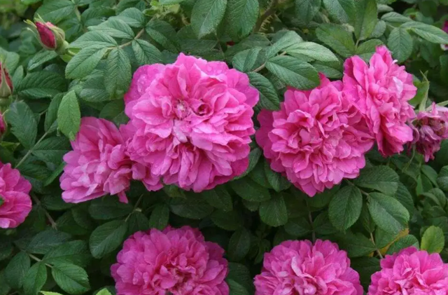 什么花好看又好养，开花好看又好养的花卉（种一盆好看又好养）