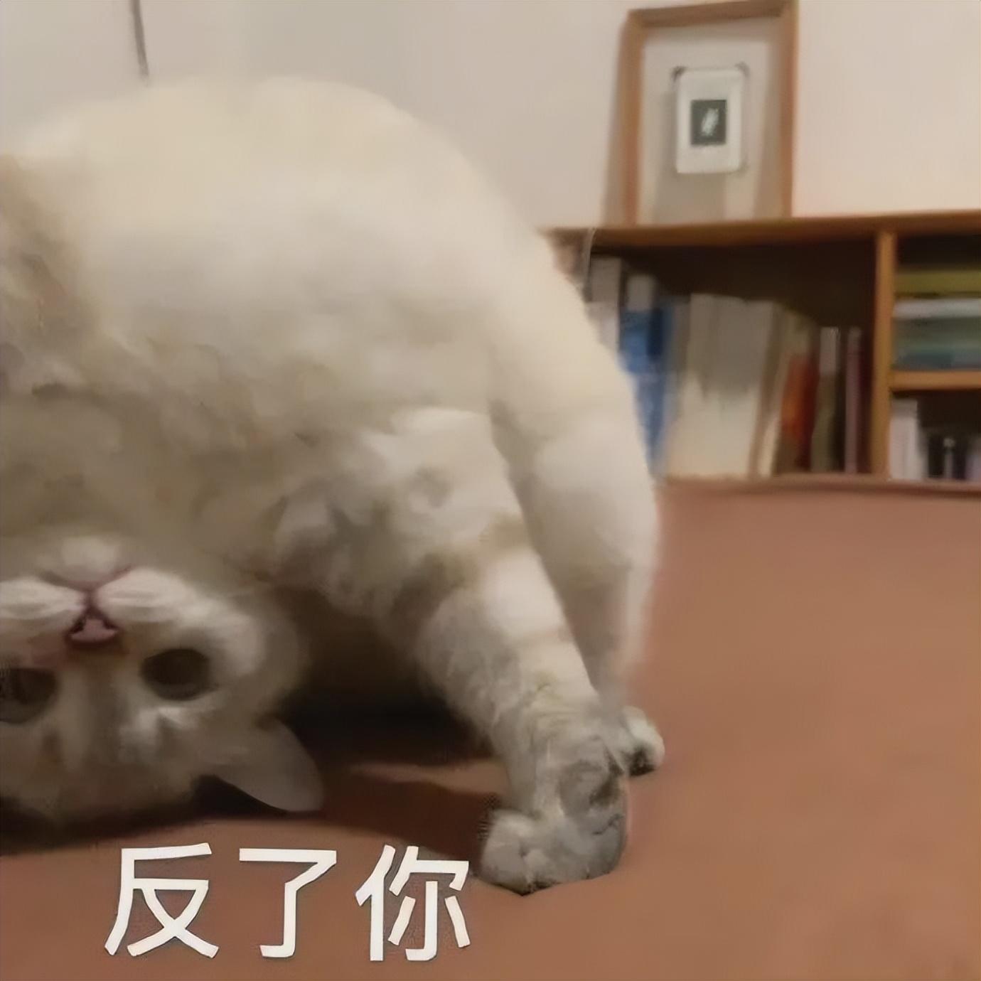 好看的表情包(10000种表情包图片大全)