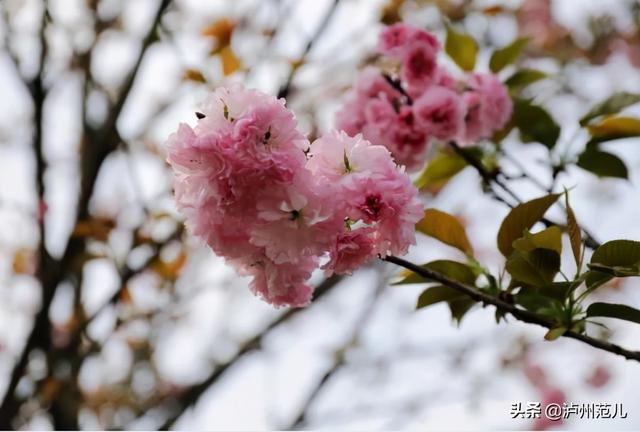 黄花风铃木寓意，龙马潭已变成花花世界