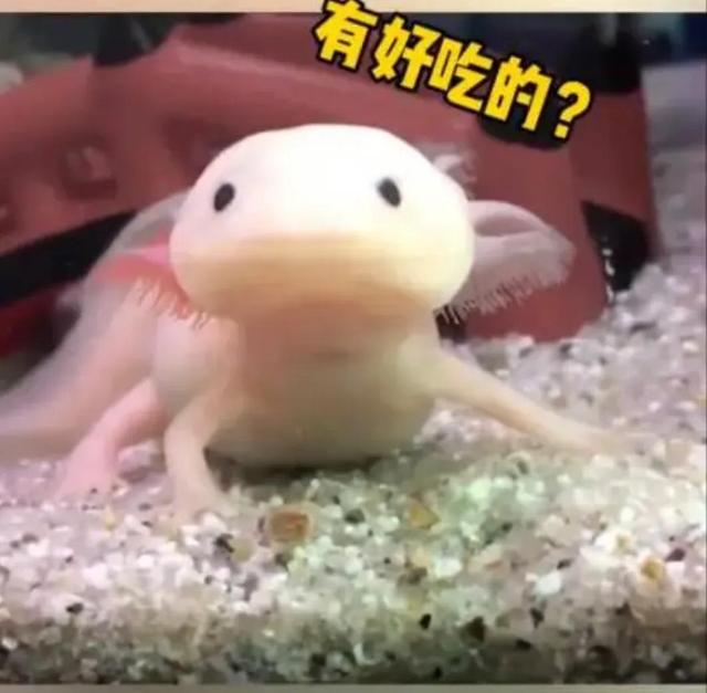 很可爱的六角龙鱼你见过吗，谁能拒绝一个可爱又爱笑的水龙呢