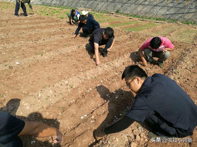 怎样在家里种大蒜，如何在家里种大蒜（从播种到越冬前重点注意这几点）