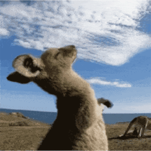 又当又立是什么意思，又当又立什么意思（这些梗新鲜出炉，一起来了解下）