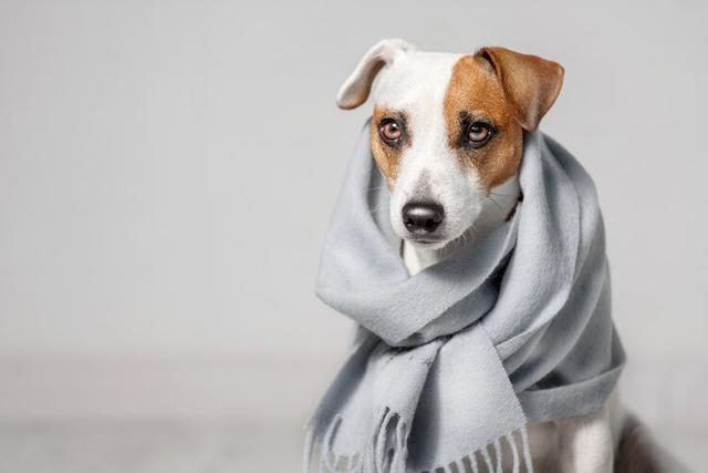 狂犬病一般多久发作，狂犬病一般多长时间会发作（狂犬病从感染到发作）