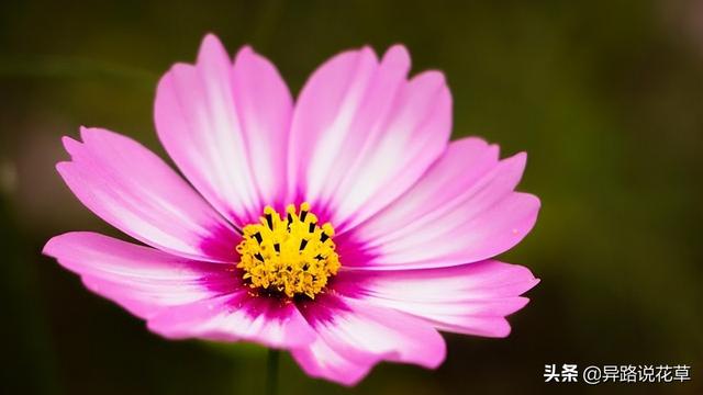 格桑花是什么花，格桑花有哪些特性（秋英、翠菊、金露梅到底是哪种花）