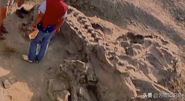 科学家用鸡的基因复活恐龙，鸡中霸王 鬼谷