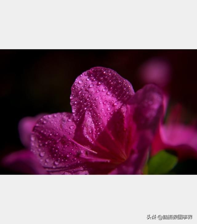 好看的图片。，好看的图片背景（实拍25张唯美的花草照片）