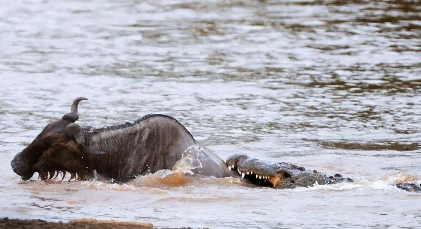 角马是马还是牛，角马是什么科（角马的社交和繁殖竟如此奇特）