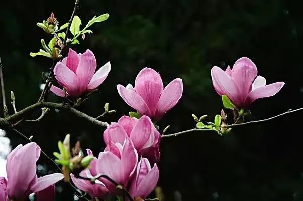 美丽漂亮的白玉兰，分享图片——最漂亮的玉兰花集