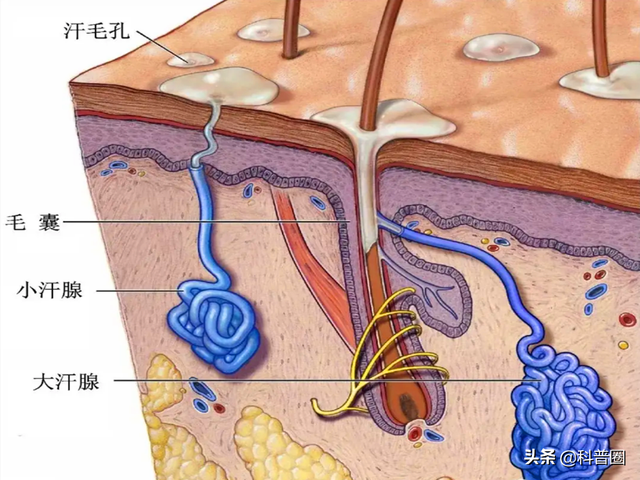 狐臭是怎么引起的，女生狐臭是怎么引起的（科学证实：有狐臭正常）