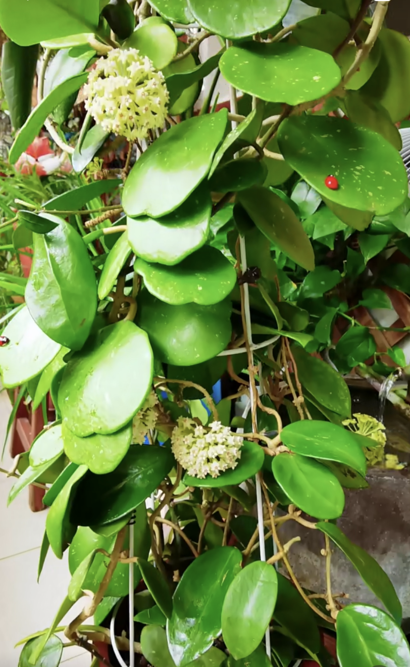 香花球兰的功效与作用(羊脂玉球兰叶片特征)-娱宸网