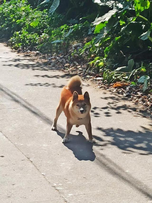 龙眼洞森林公园，广州龙洞森林公园介绍（广州徒步之渔龙线……）