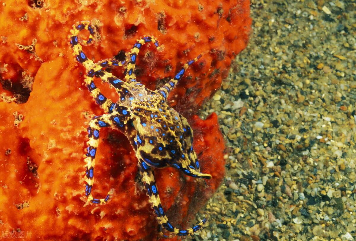 海洋生物名称大全，海洋生物的名称有哪些（来认识一下海洋中的灵长类）