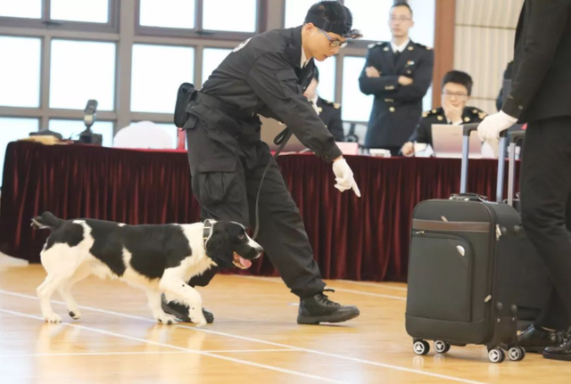 海關一般招什麼專業,海關一般招什麼專業的人(海關公務員持續擴招)