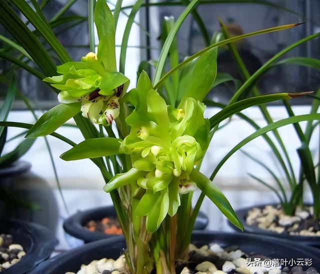 蝶兰（蝶兰花），国兰第一奇花——余蝴蝶（蝶兰花图片）