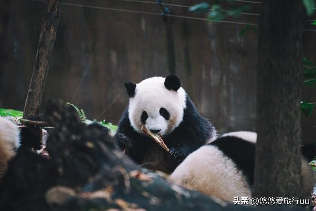 成都旅游必去十个景点，游成都必去的20个地方