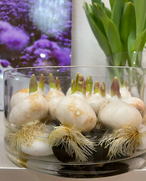 郁金香可以水培吗，郁金香水培的正确方法教程（让你在春节观赏到多彩的水培郁金香）