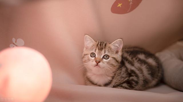 拜宠清，让你比宠物医生更专业（拜宠清和福来恩哪个好）