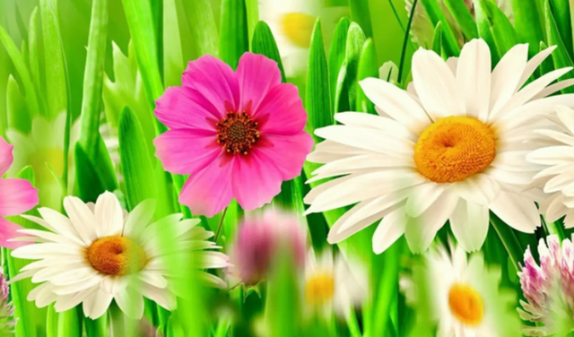 十二星座未来的职业，十二星座未来适合什么职业（工作勤恳认真）