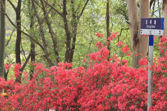 观音山春季游玩攻略，解锁春日的“全糖”秘密