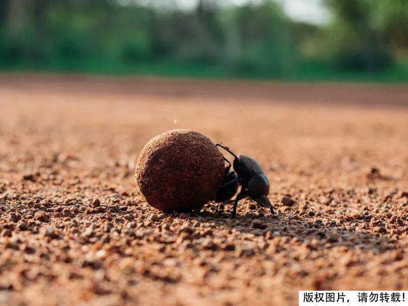 屎壳郎为什么要推粪球？它以粪便为食还要繁殖后代