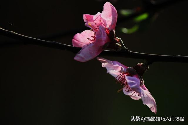 图片透明度怎么调，美图秀秀设置图片透明度（如何让花瓣呈现出半透明的通透感）