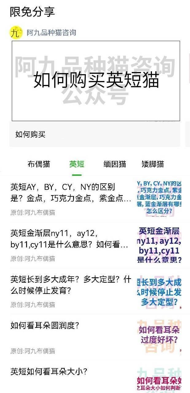 银渐层怎么看品相，银渐层怎样算品相好（银渐层的鼻子没有线条黑）