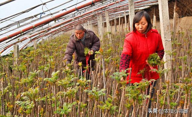 香椿芽的种植方法，从播种育苗到管理采收