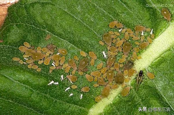 蚜虫的图片是什么样子的，蚜虫是什么样的图片大全（蚜虫是一种抗性强的害虫）