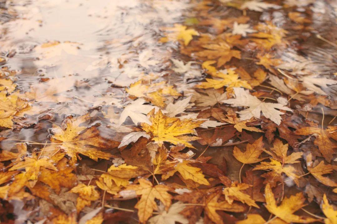 中秋节祝福成语，中秋节祝福成语幼儿园（秋天的美好，尽在这些成语中）