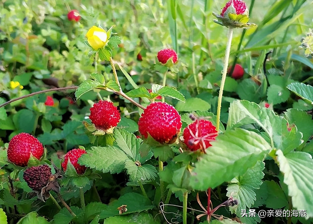 8090后童年的味道记忆中的零食，80后90后们你还记得几样