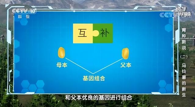 新土豆怎么做种子，从薯块繁殖到种子繁殖