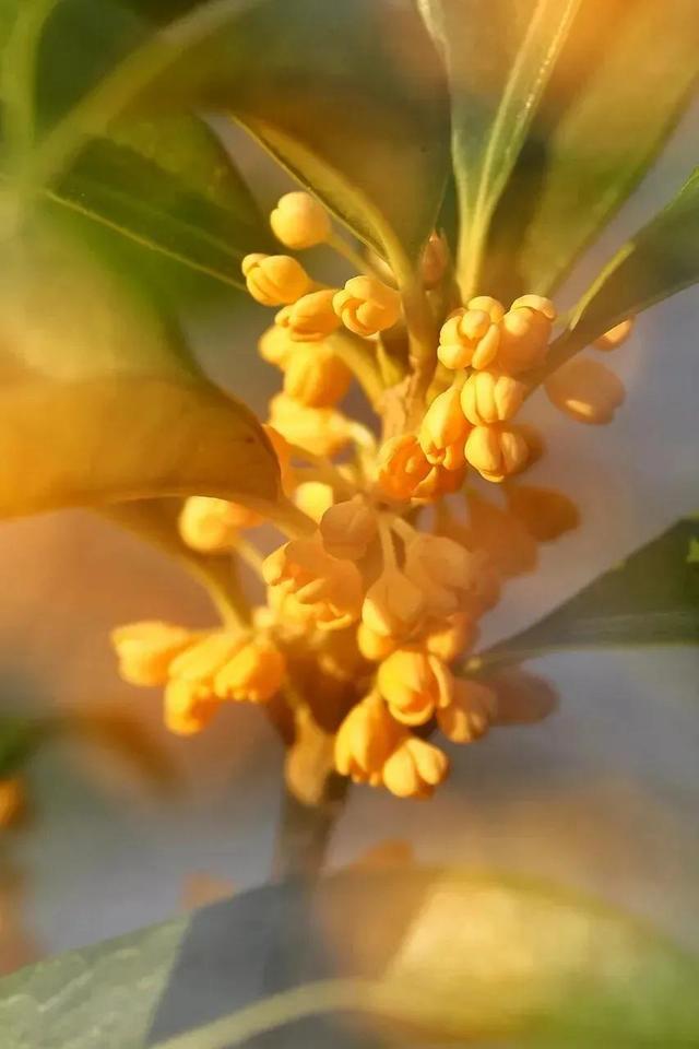 金桂飘香的意思，金桂飘香是什么意思（金桂飘香，可赏亦可尝）