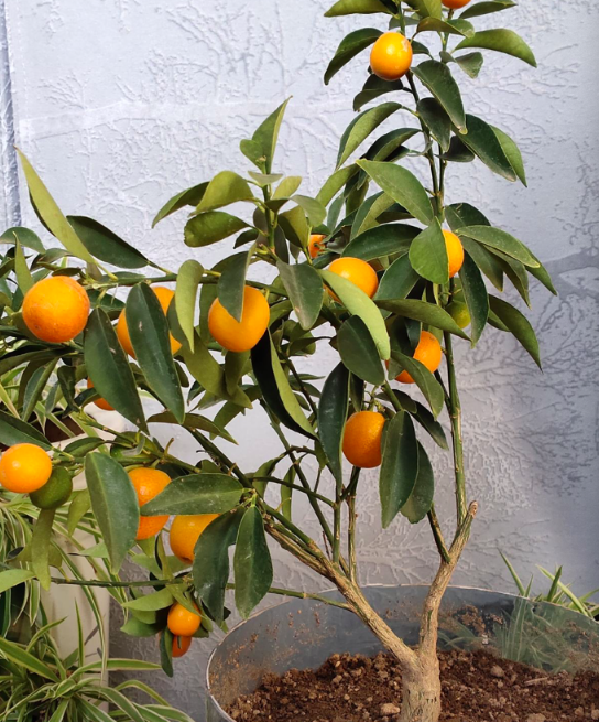 家里种什么果树招财又旺宅，家里种什么果树招财进宝（果树招财又吉祥）