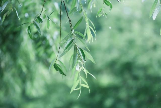 春雨图片大全唯美图片